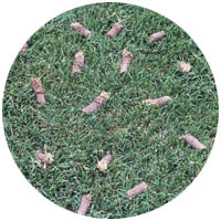 Faribault turfgrass aeration and seeding