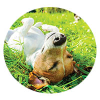 Faribault flea and tick control