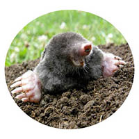 Faribault mole & grub control